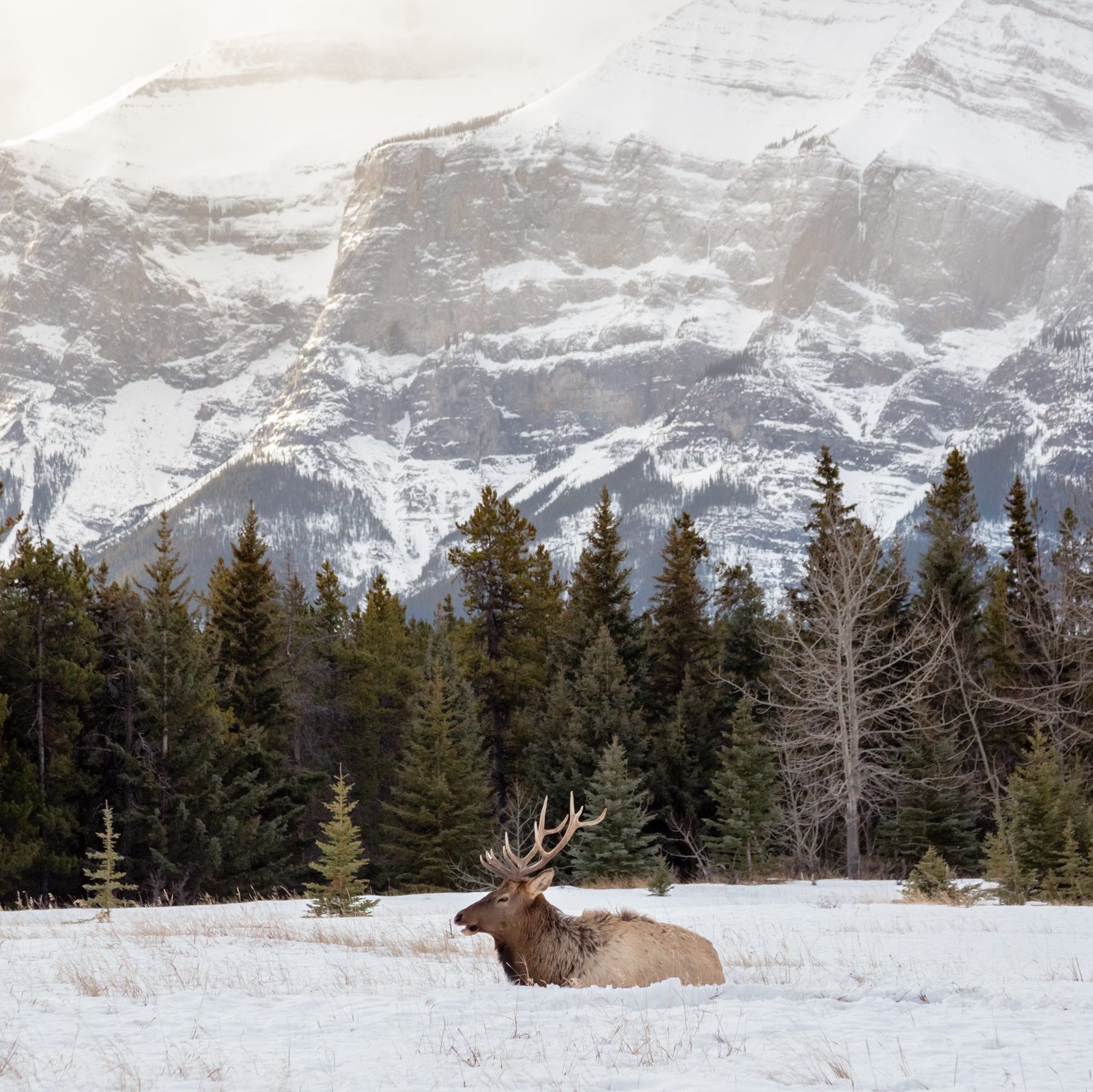 Wild hert in de sneeuw met bergen op de achtergrond