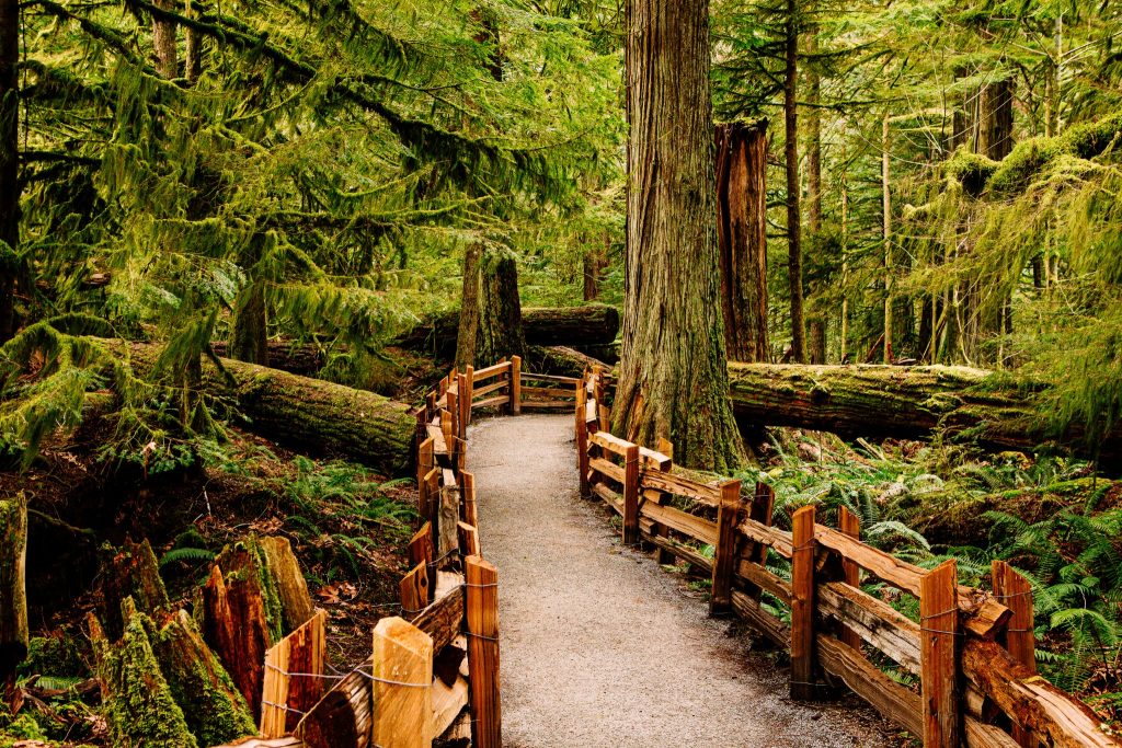 Bospad in Cathedral Grove bij Port Alberni, Vancouver Island