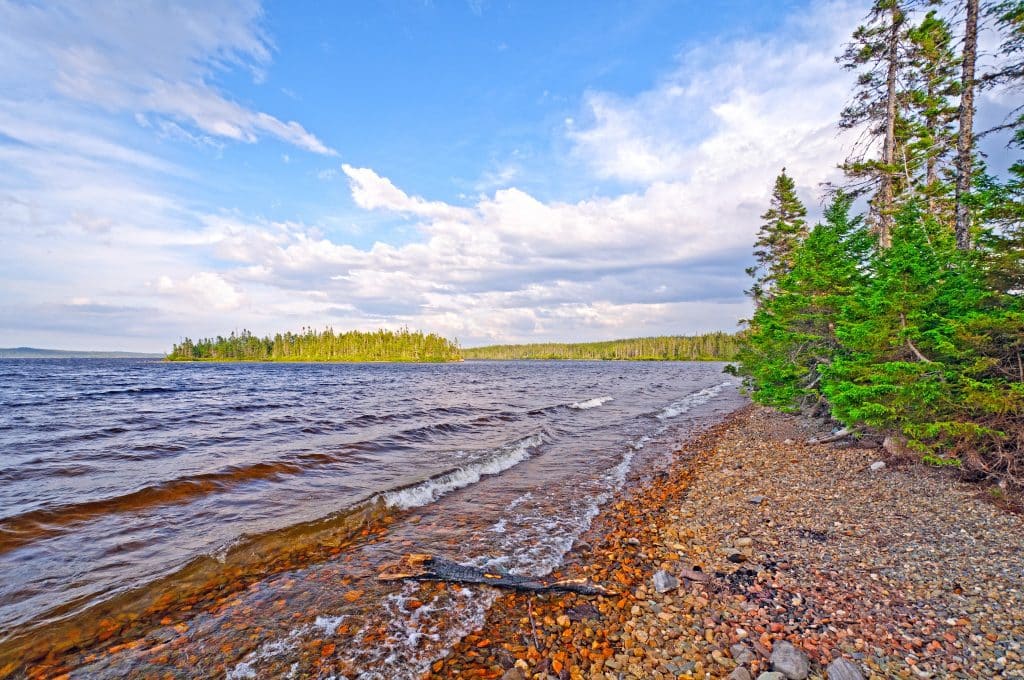 Meer in Terra Nova National Park met dennenbomen en kiezelstrand