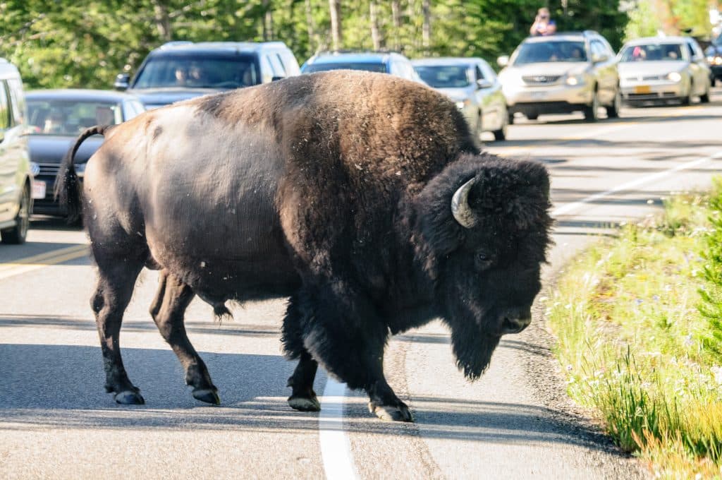 Bizon op de weg in Yellowstone National Park Wyoming