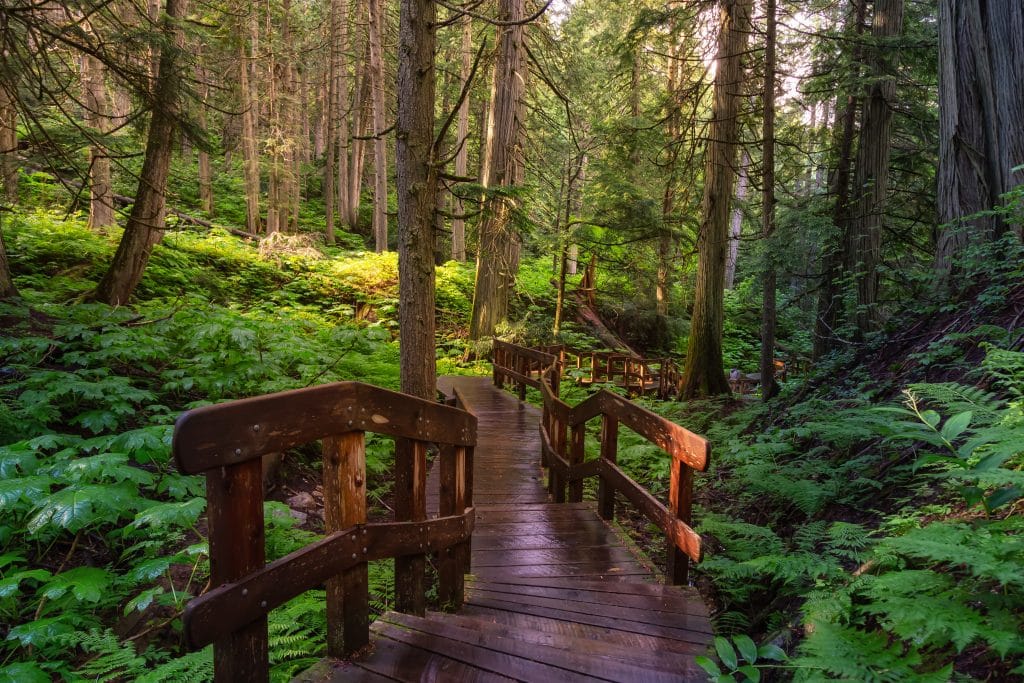 Houten boardwalk in het bos bij Revelstoke National Park