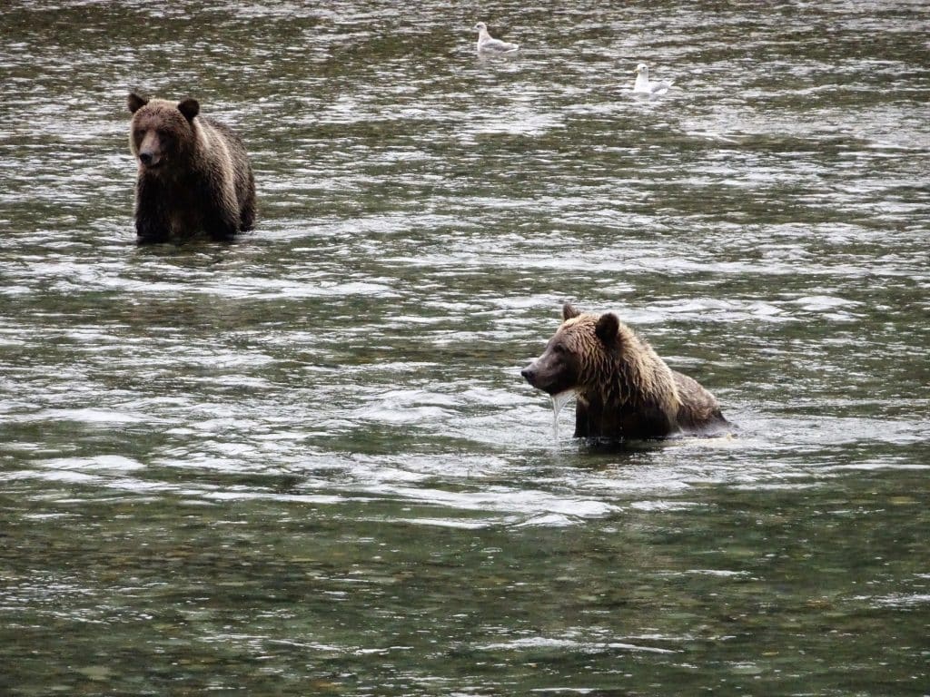 Beren in rivier bij Campbell River BC