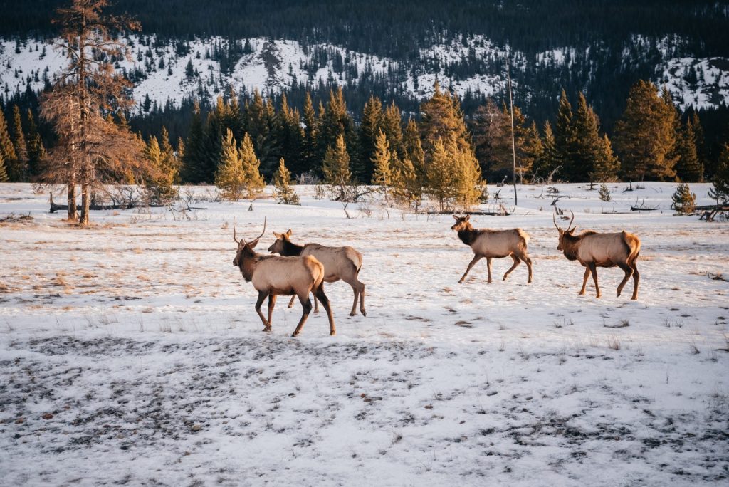 Edelherten in winterlandschap nabij Jasper