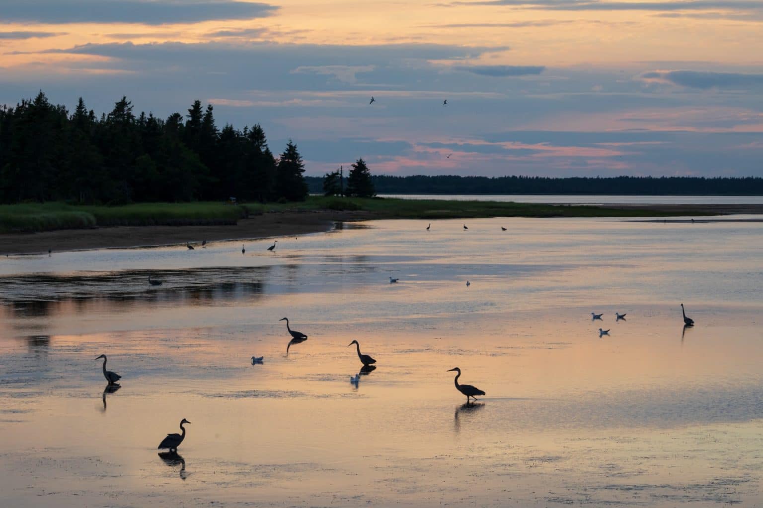Atlantisch Canada NB Kouchibouguac National Park getijdengebied met watervogels