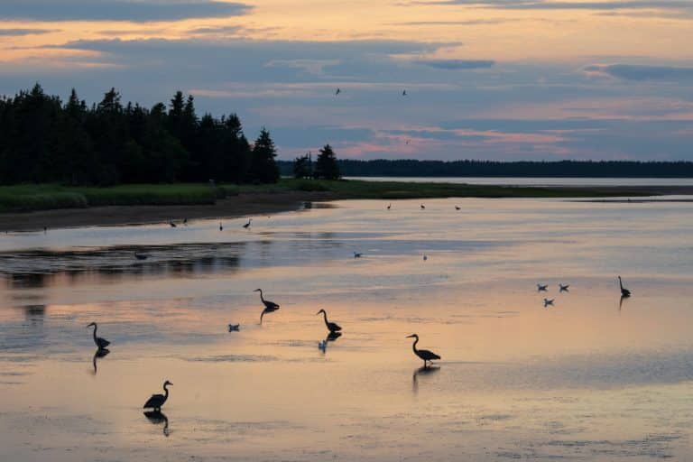 Atlantisch Canada NB Kouchibouguac National Park getijdengebied met watervogels