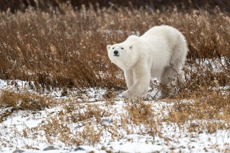 Centraal Canada MB Churchill ijsbeer in toendra landschap