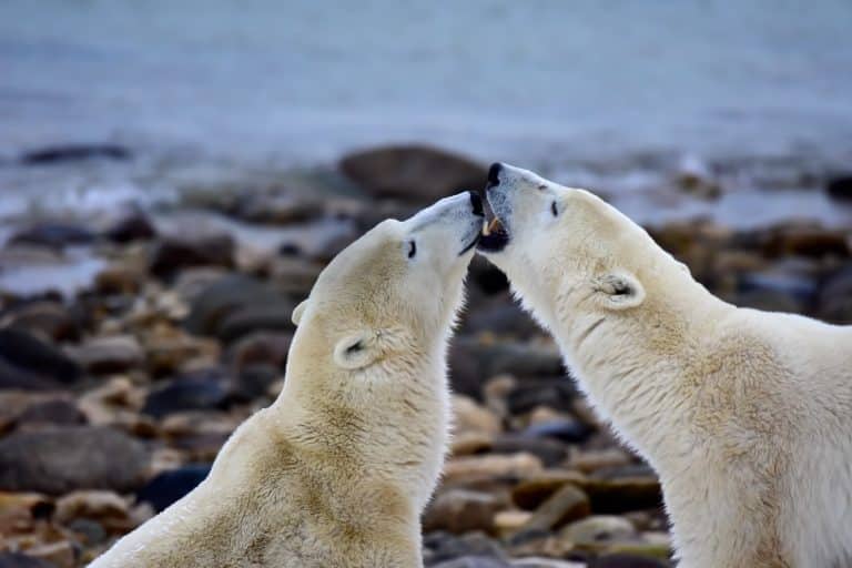 Centraal Canada MB Churchill ijsberen aan de kust