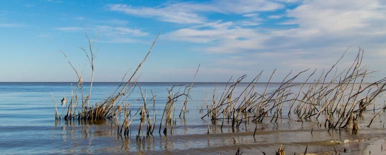 Centraal Canada MB Dauphin meer met riet en dode bomen