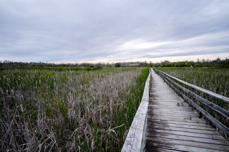Centraal Canada MB Hecla-Grindstone Provincial Park houten vlonderpad door moeras