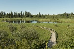 Centraal Canada MB Riding Mountain National Park houten vlonderpad door moeras