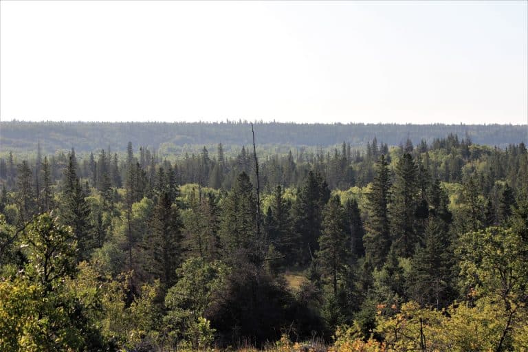 Centraal Canada MB Spruce Woods Provincial Park naaldbos en uitgestrekt landschap