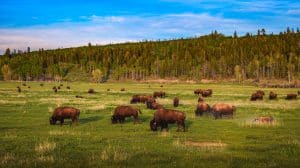 Bisons op grasvlakte in Yellowstone National Park