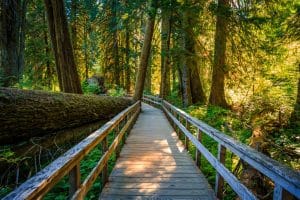 Houten wandelpad door bos in Mount Rainier National Park