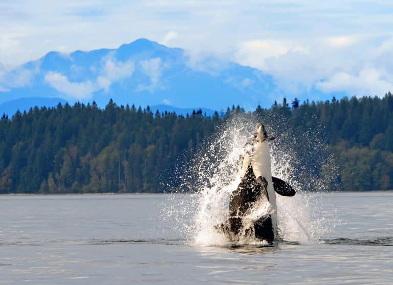 West CA BC Vancouver Island Campbell River Orca Breach scaled