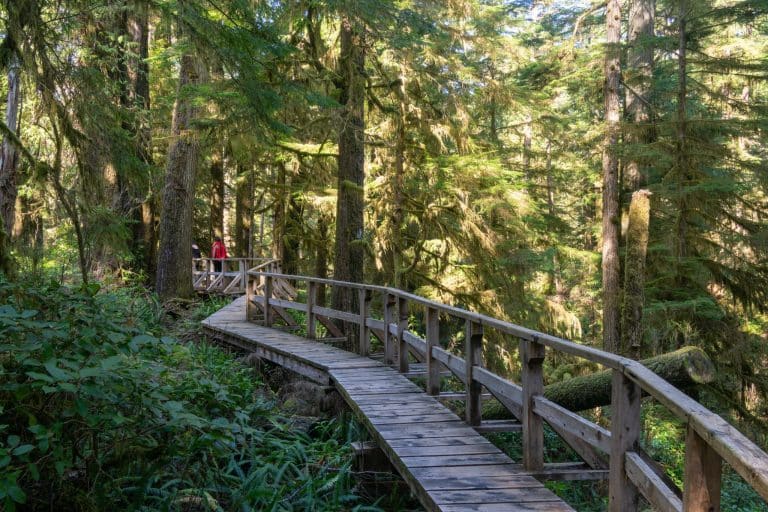 West Canada BC Pacific Rim National Park houten wandelpad door regenwoud