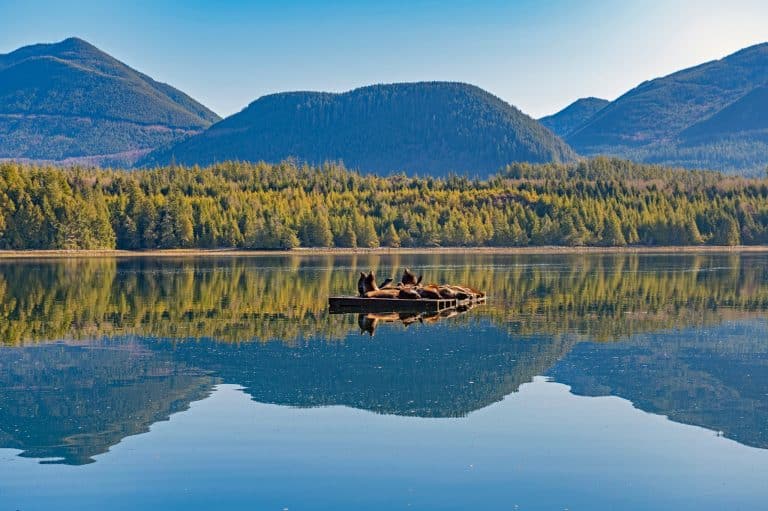 West Canada BC Ucluelet zeeleeuwen op vlot in baai