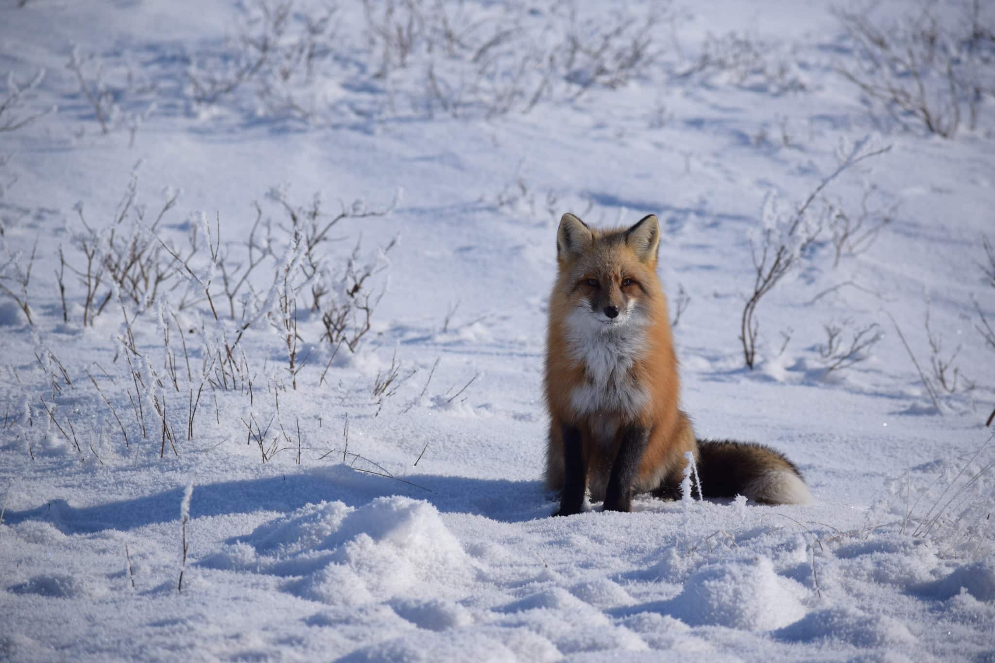 Northwest Territories Inuvik rode vos in sneeuw