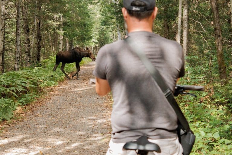 Eland op een bospad in Algonquin Provincial Park in Ontario, een van de beste plekken in Oost-Canada om wildlife te spotten.