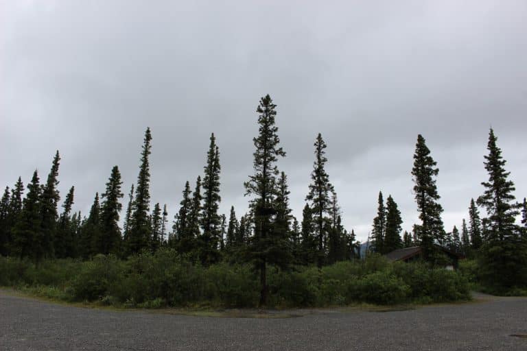 Yukon Kluane National Park Naaldbos en houten cabin