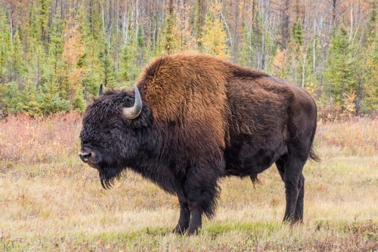 Yukon Noord Canada NT Wood Buffalo National Park bizon in natuurgebied