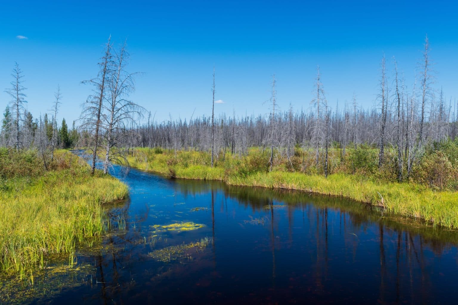 Yukon Noord Canada NT Wood Buffalo National Park rivier door verbrand boreaal bos