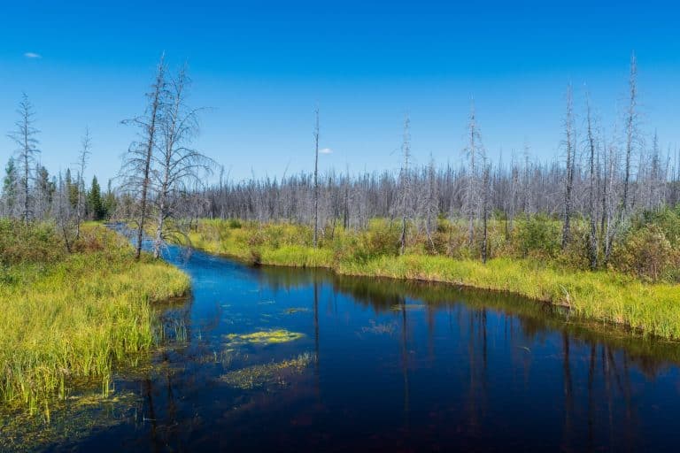 Yukon Noord Canada NT Wood Buffalo National Park rivier door verbrand boreaal bos