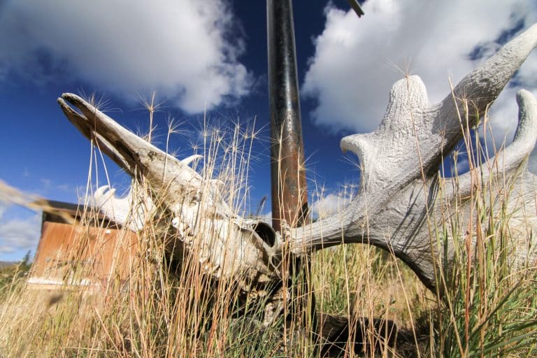 Yukon Old Crow kariboe gewei in hoog gras