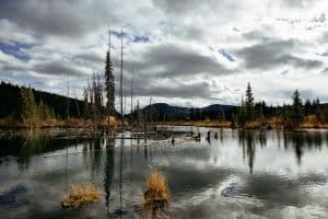 Yukon Watson Lake meer met bomen en bergen
