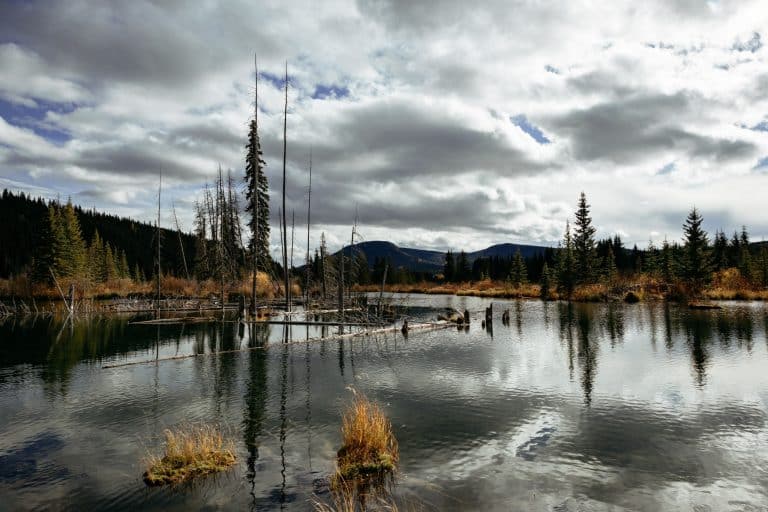 Yukon Watson Lake meer met bomen en bergen
