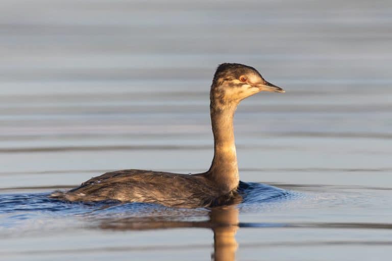 Yukon YT Teslin watervogel op het Teslin Lake