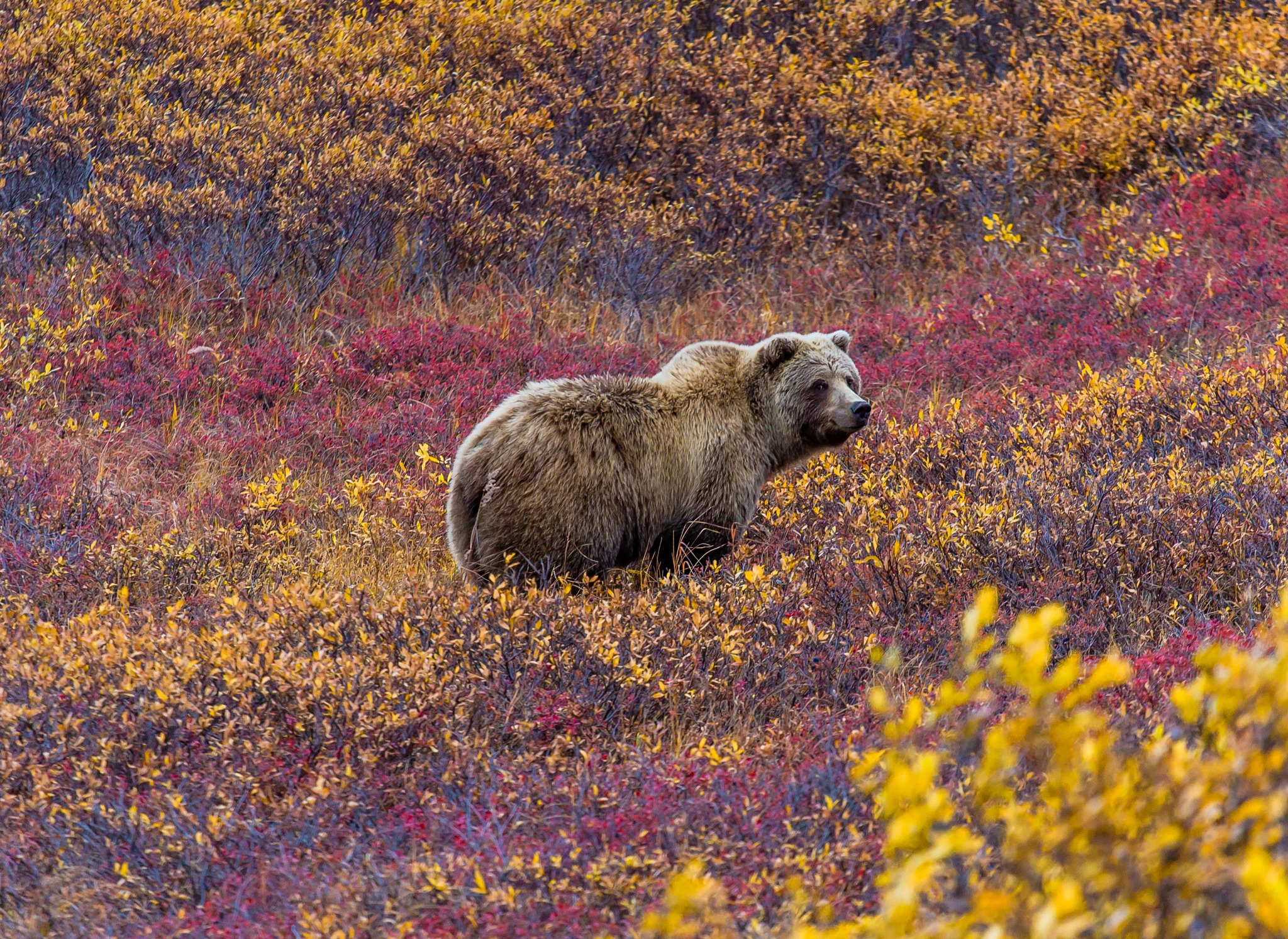 Grizzlybeer in Denali National Park Alaska
