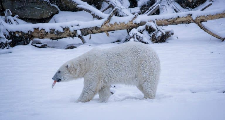 Alberta AB Calgary Calgary Zoo ijsbeer in sneeuw
