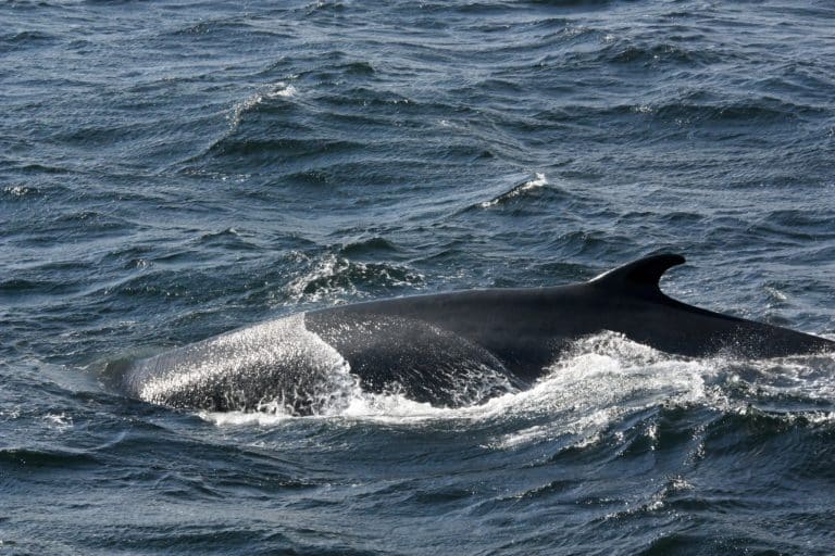 Oost Canada QC Tadoussac rug van walvis in de Saint Lawrence rivier