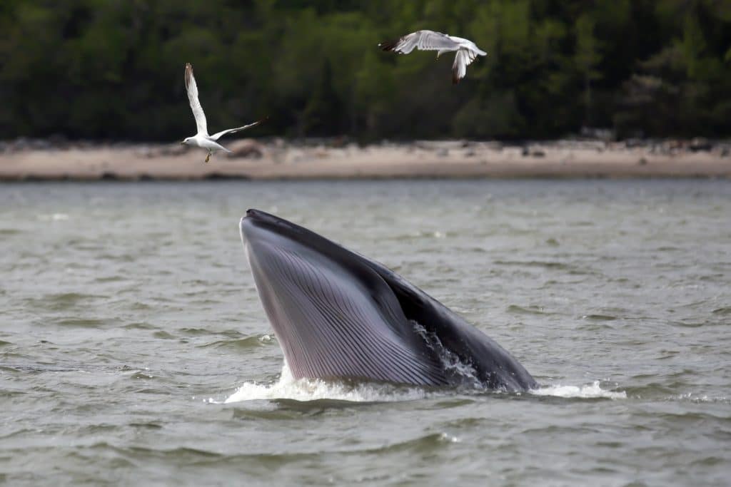 Oost Canada QC Tadoussac walvis met open bek aan wateroppervlak
