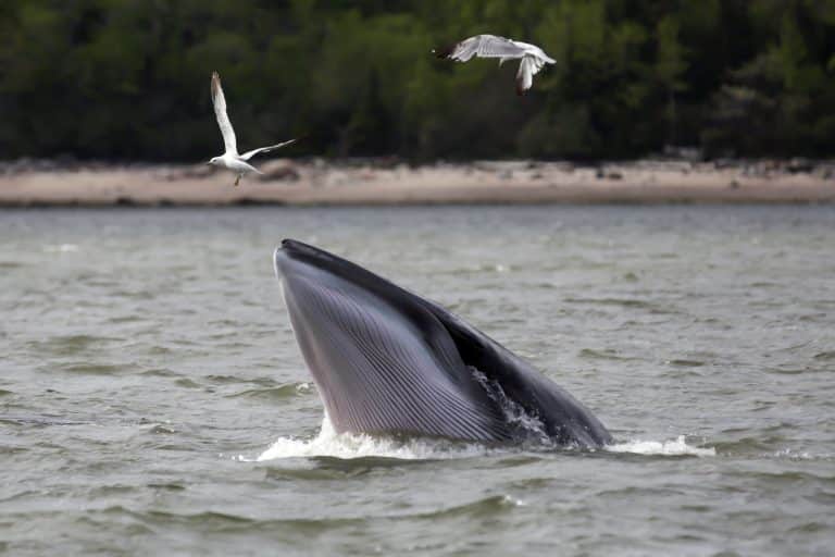 Oost Canada QC Tadoussac walvis met open bek aan wateroppervlak