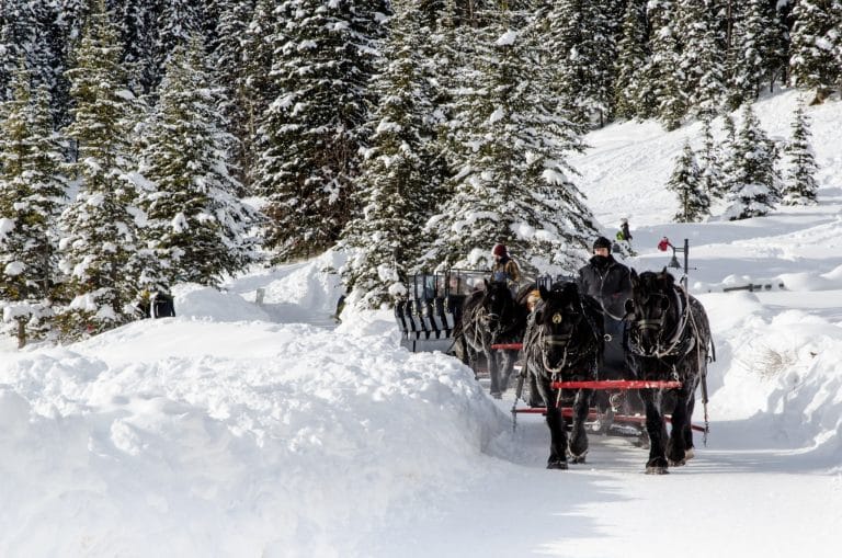 West Canada AB Banff National Park paardenslee op bospad in de winter