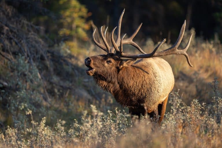 West Canada AB Banff National Park wapiti edelhert in het gras