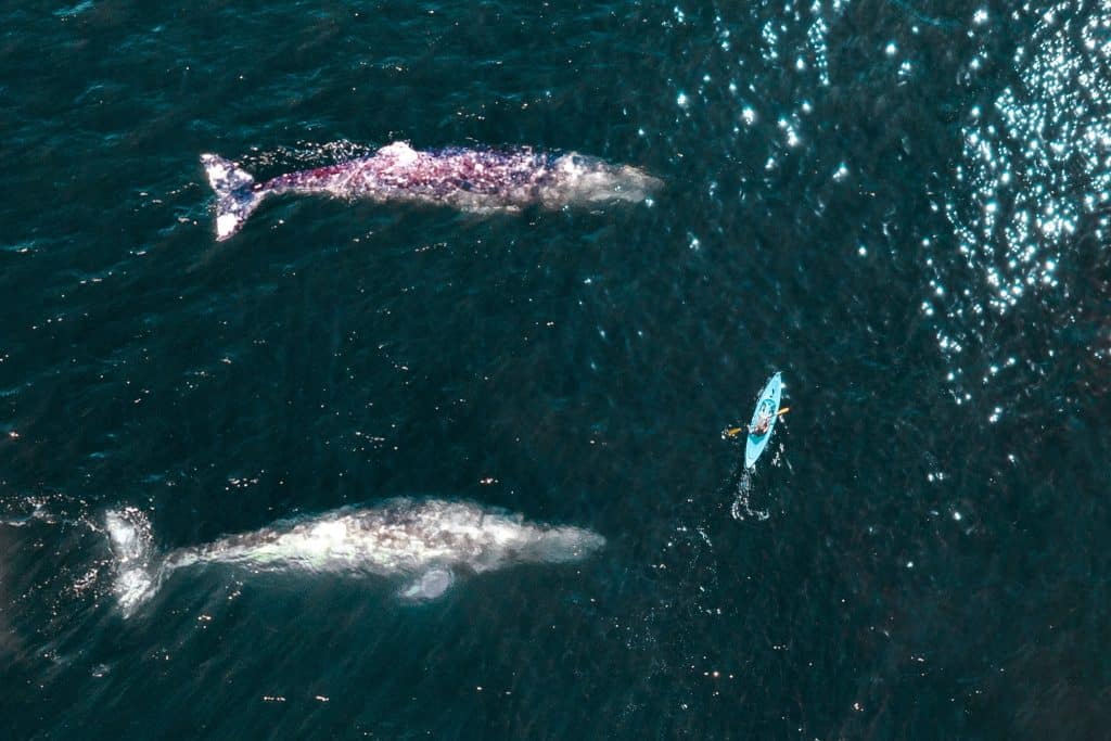 West Canada BC Campbell River kajak met walvissen vanuit lucht