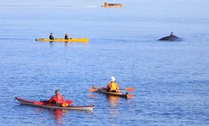 West Canada BC Campbell River kajakkers bekijken walvis op zee