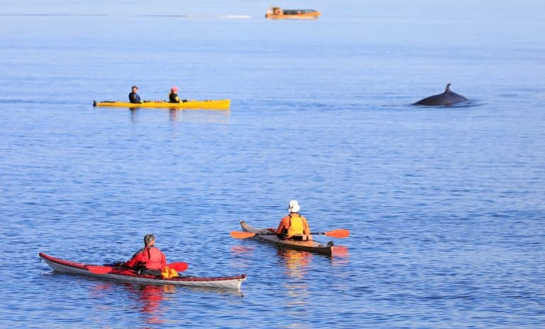West Canada BC Campbell River kajakkers bekijken walvis op zee