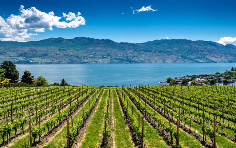 Wijngaard bij Kelowna met rijen druiven en uitzicht op meer