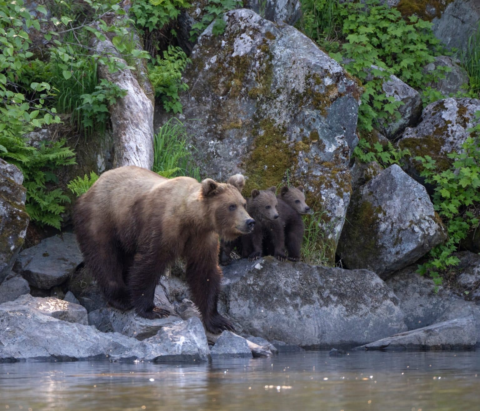 West Canada BC Port Hardy grizzlybeer met jongen bij rivier