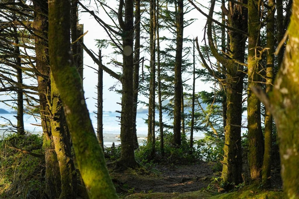 West Canada BC Tofino bosrand met uitzicht op strand en oceaan