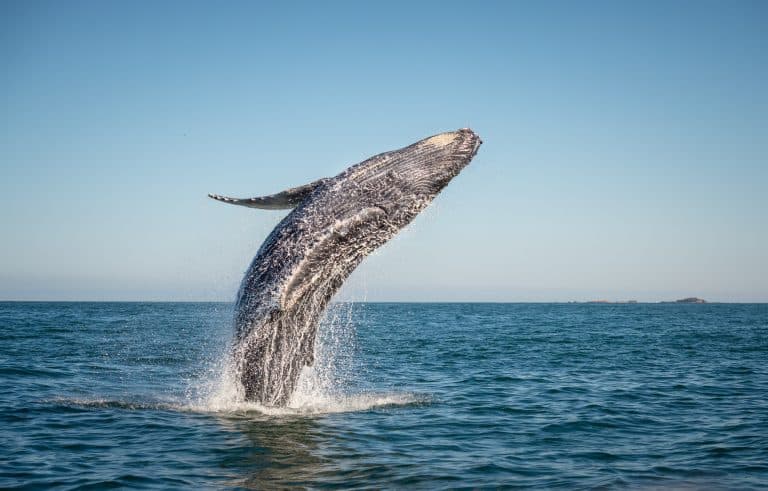 Bultrugwalvis springt uit de zee bij Tofino op Vancouver Island in British Columbia, West-Canada.