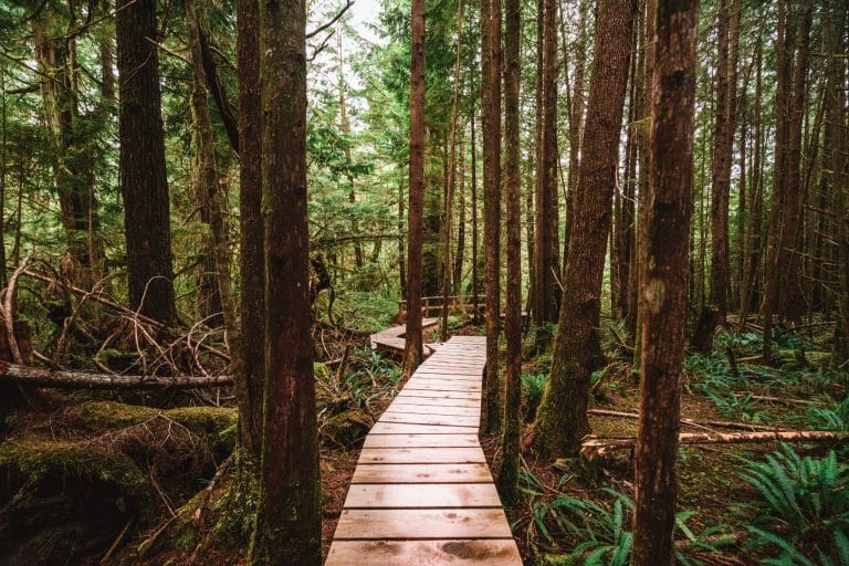 West Canada BC Tofino rainforest boardwalk pad tussen bomen