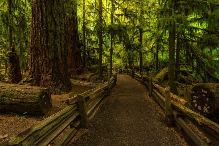 West Canada BC Tofino wandelpad met houten hek in rainforest