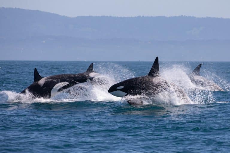 West Canada BC Vancouver orka groep springt uit zee