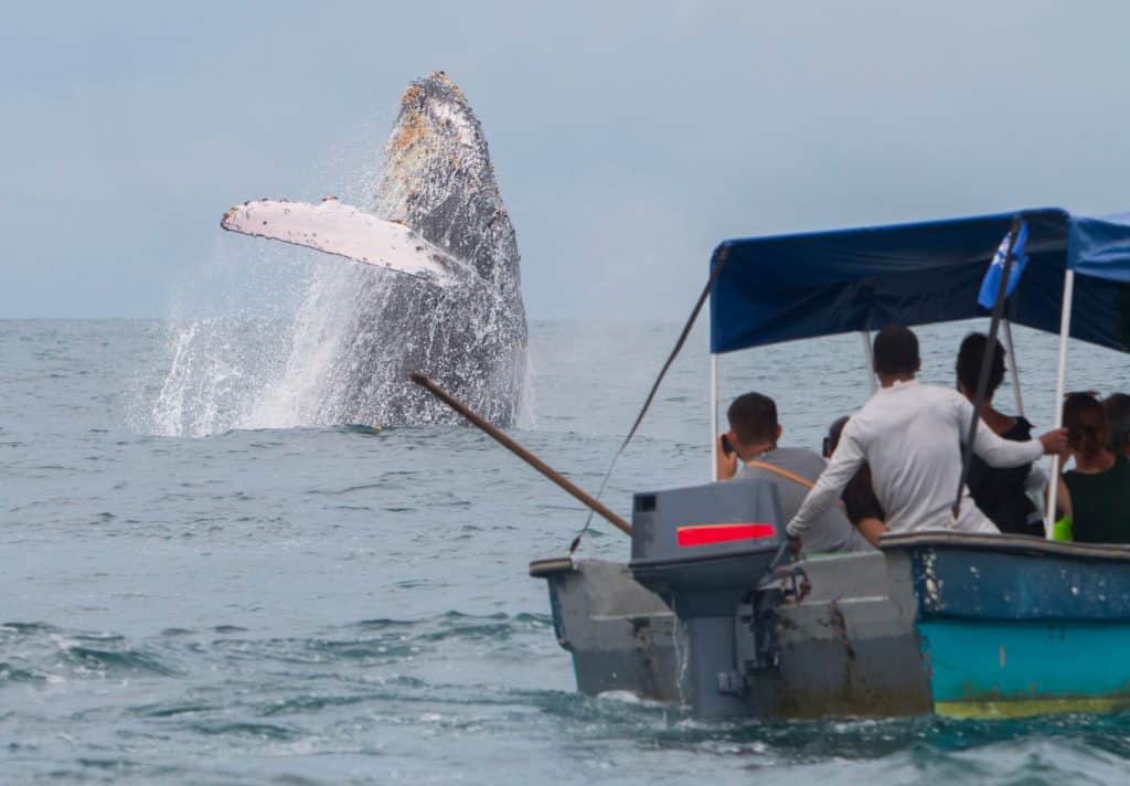 West Canada BC Victoria humpback walvis springt bij whale watching boot
