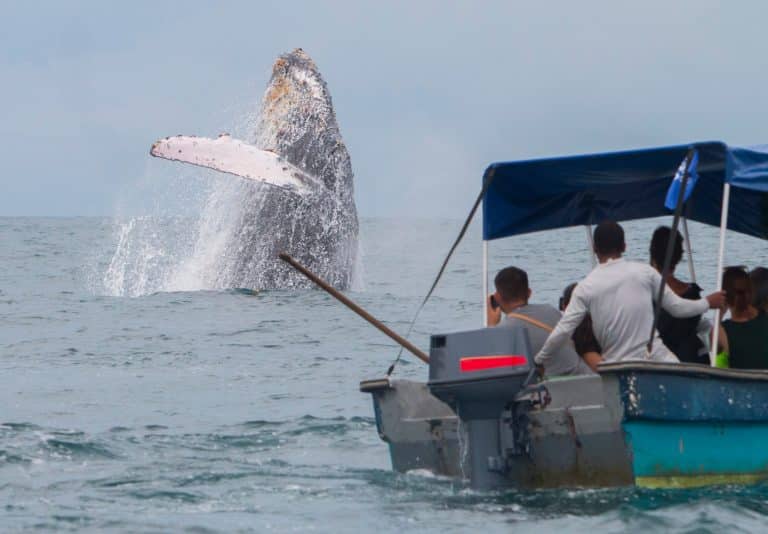 West Canada BC Victoria humpback walvis springt bij whale watching boot