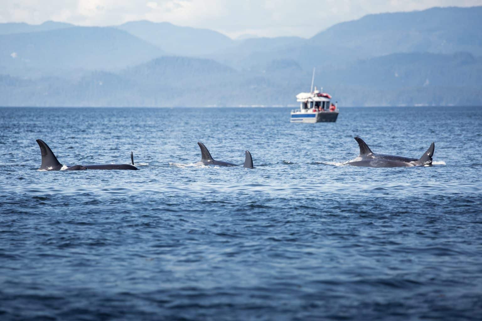 West Canada BC Victoria orka groep in zee met whale watching boot